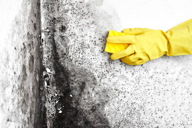 Best Toxic Mold Removal  in Gary, IN