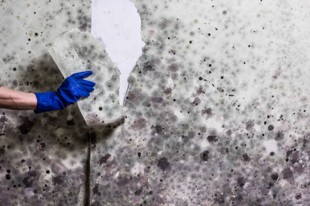 Best Mold Remediation Services  in Gary, IN